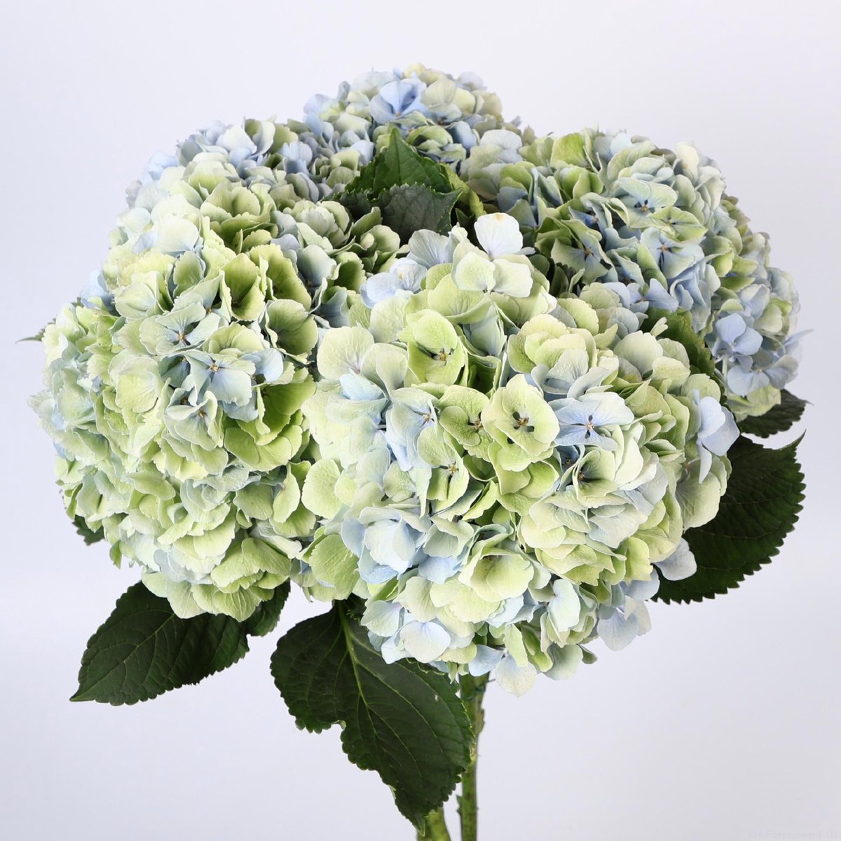 10x Hydr.verena blauw classic 80cm