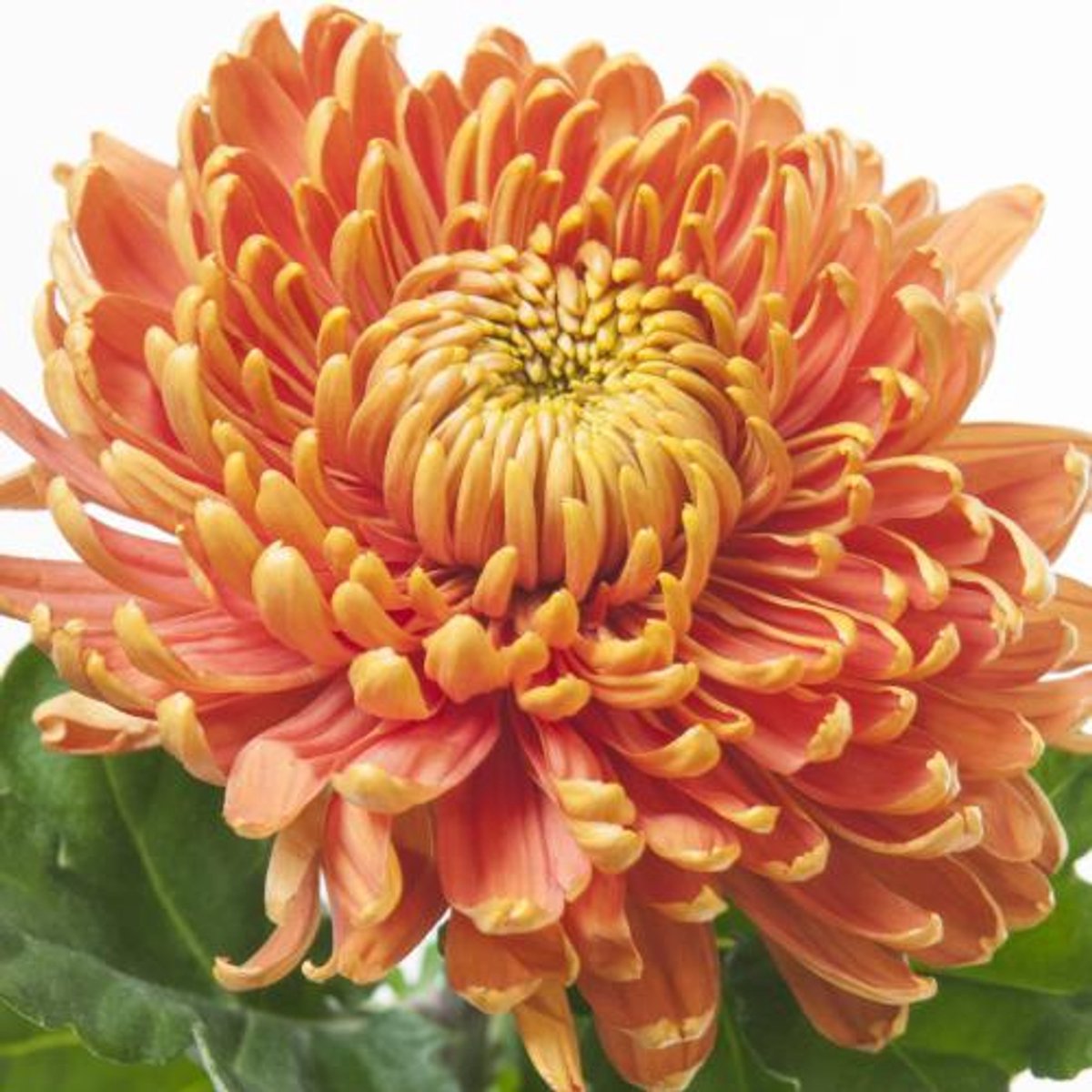 10x Chrysant astro 70cm