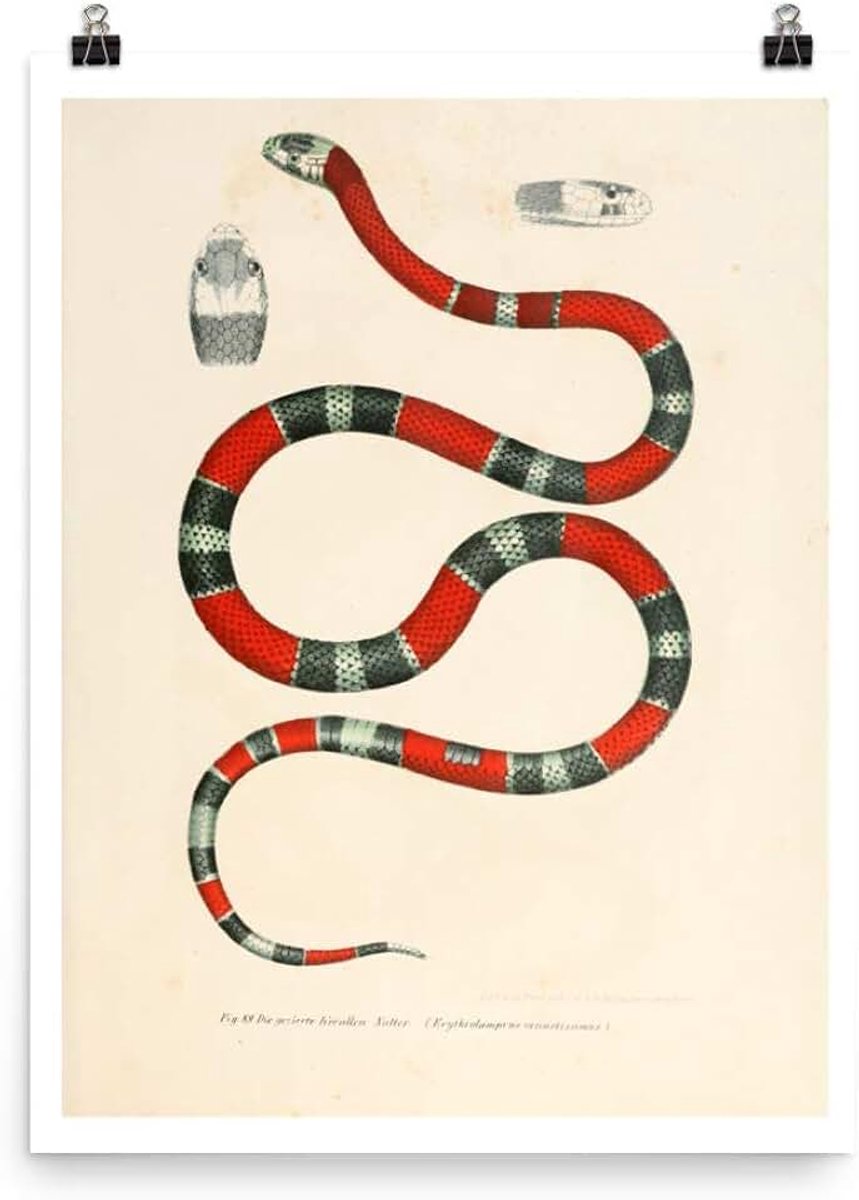 Antieke 1867 Geschilderd Koraal Snake Reptiel Dier Natuur Zoology Decor Art Poster Print
