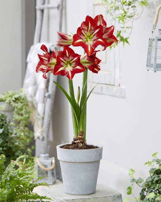 Amaryllis met rood-witte bloemen in een grijze pot op een metalen ondergrond.