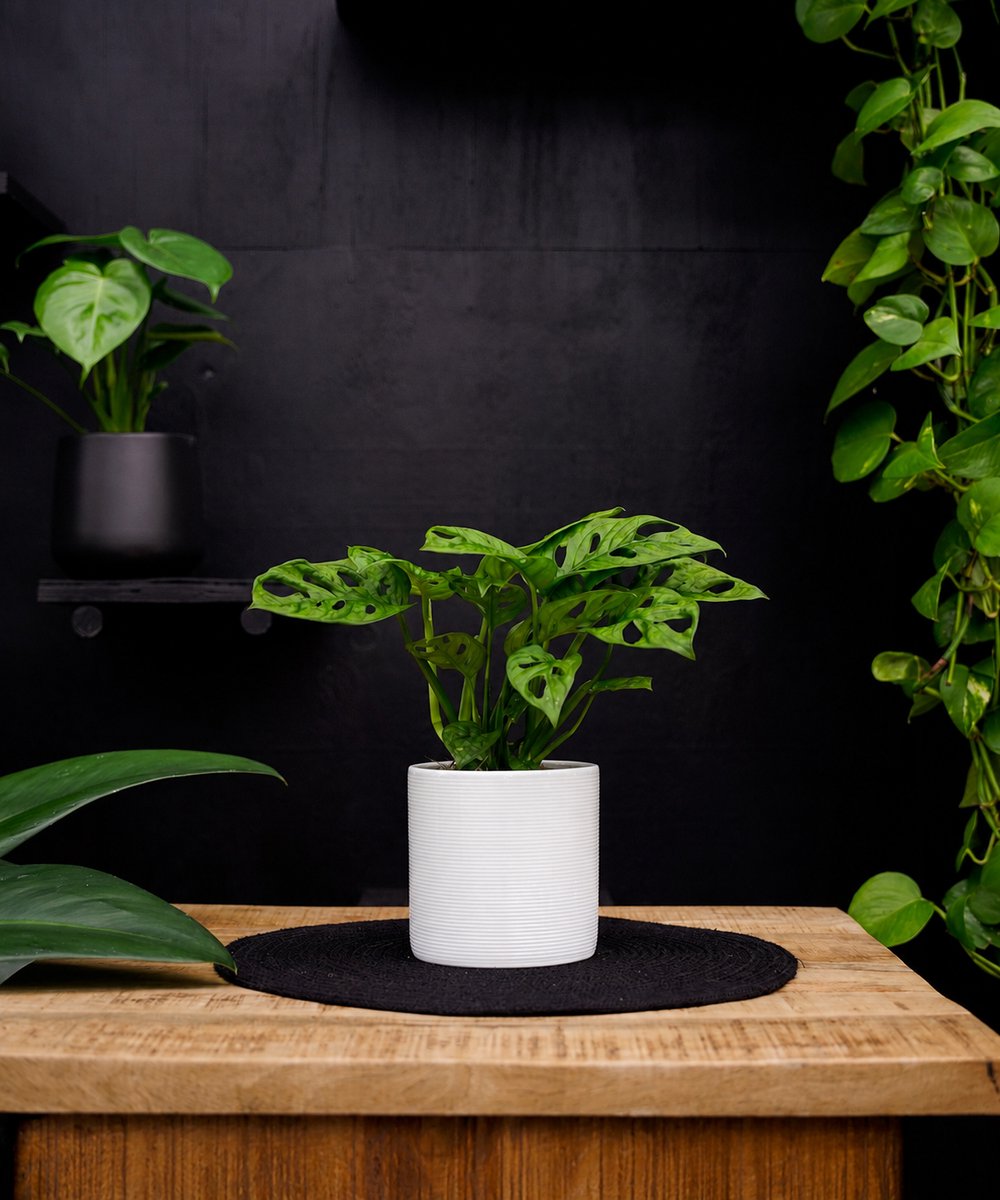 Monstera Adansonii | 30cm | met witte keramieken pot