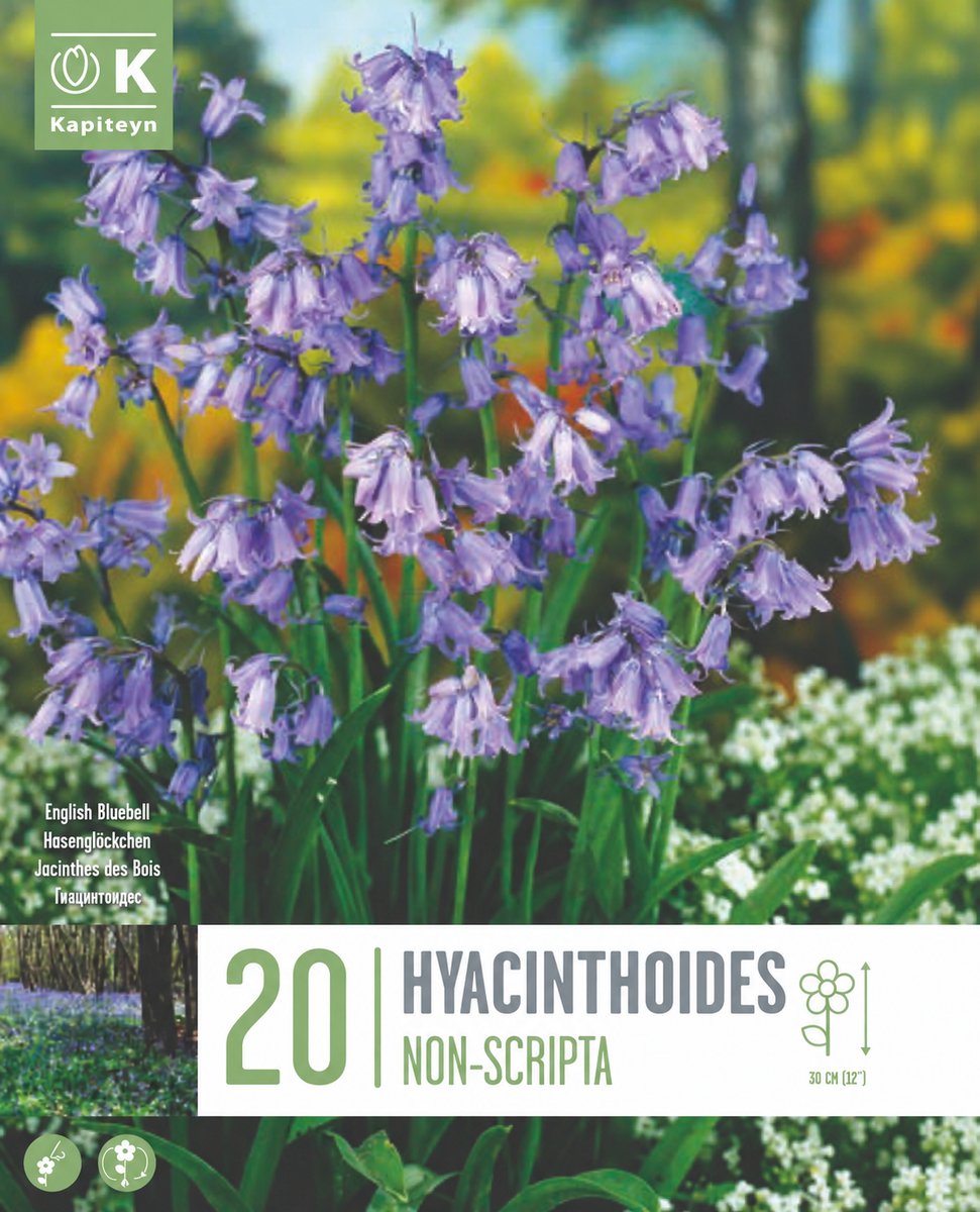 Bloembollen Hyacinthoides Non-Scripta – 20 stuks – Boshyacint – Voorjaarsbloeier