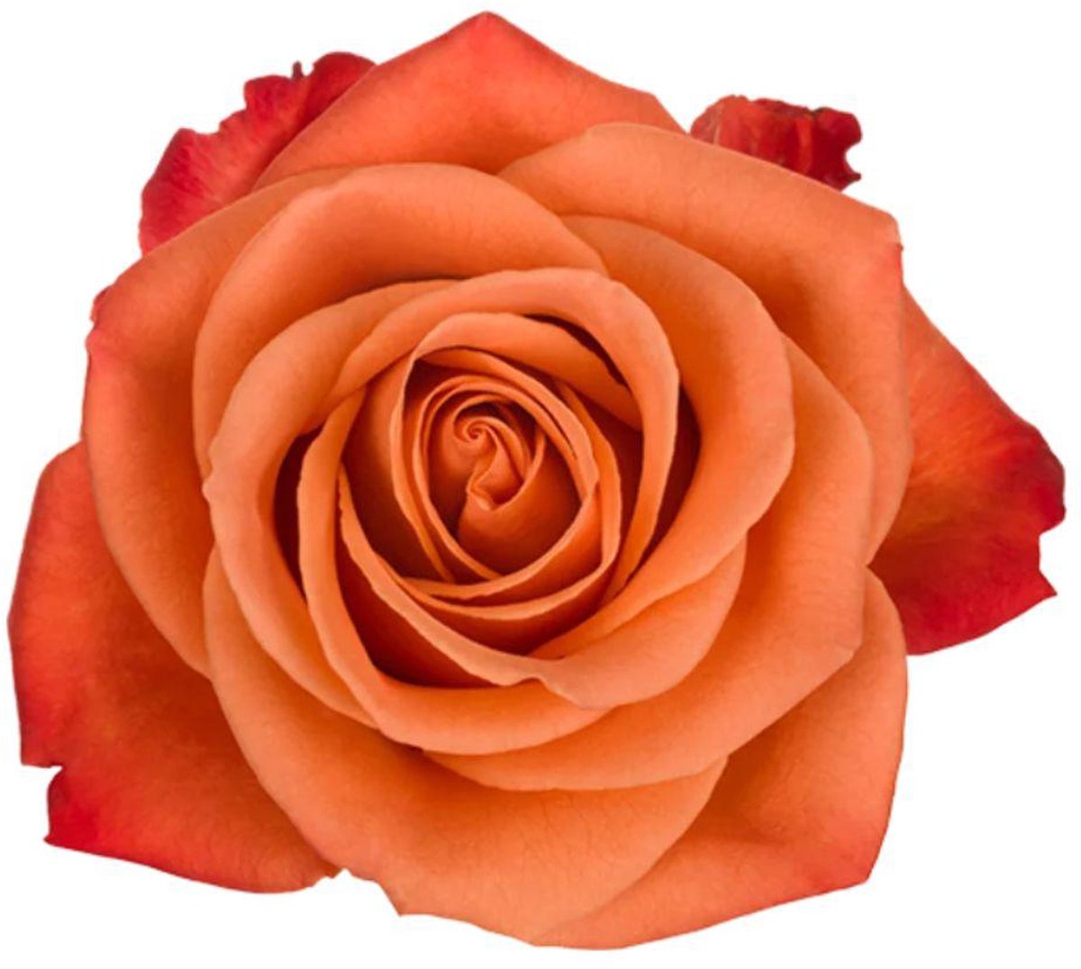 25x Rosa orange crush 60cm