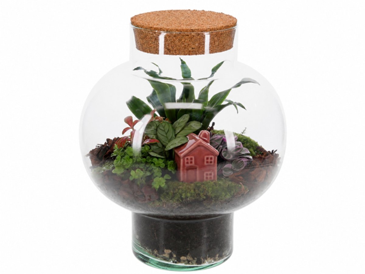 Gesloten ecosysteem Laura huisje M - Kant en klaar thuis bezorgt - The Green Bottle Garden - Terrarium