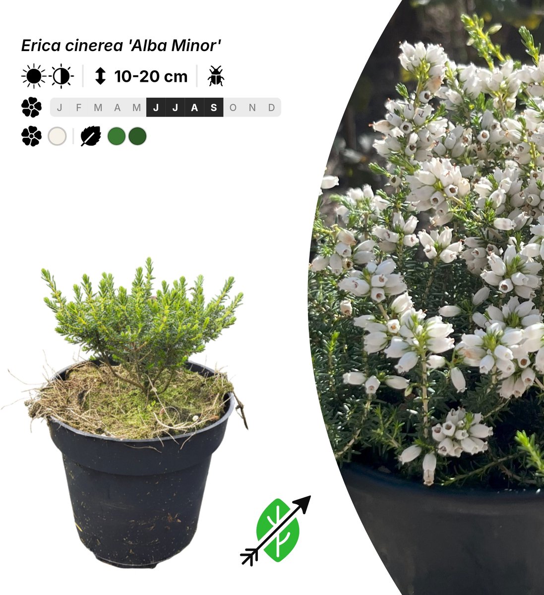 Singleplants - 6x Erica cinerea 'Alba Minor' - Pot P9,5 - bodembedekker - winterhard tot -20°C