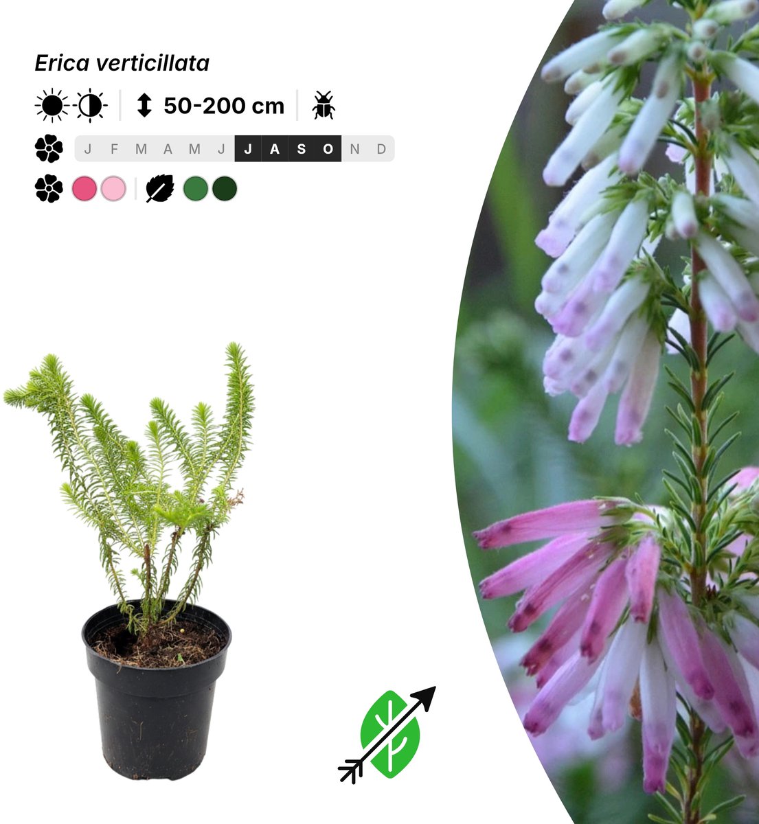 Singleplants - 20x Erica verticillata - Pot P9,5 - in bloeiperiode
