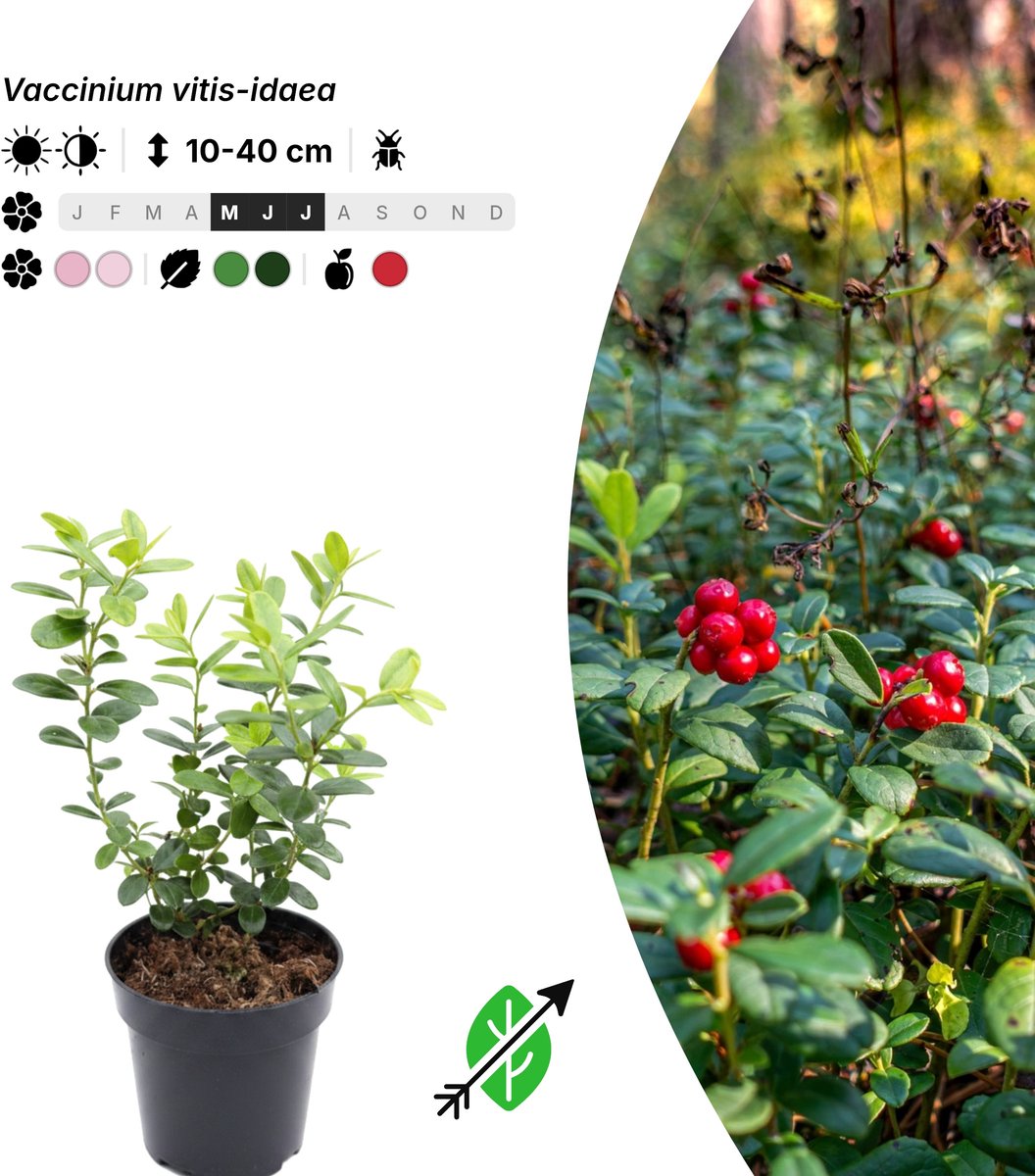 Singleplants - 10x Vaccinium vitis-idaea - Pot P9,5 - bodembedekker - winterhard tot -40°C