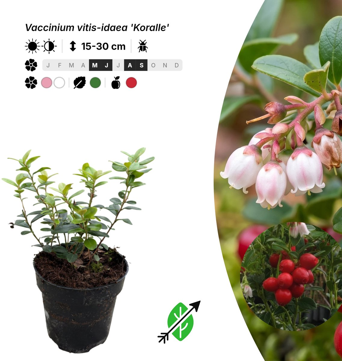 Singleplants - 20x Vaccinium vitis-idaea 'Koralle' - Pot P9,5 - bodembedekker - winterhard tot -40°C