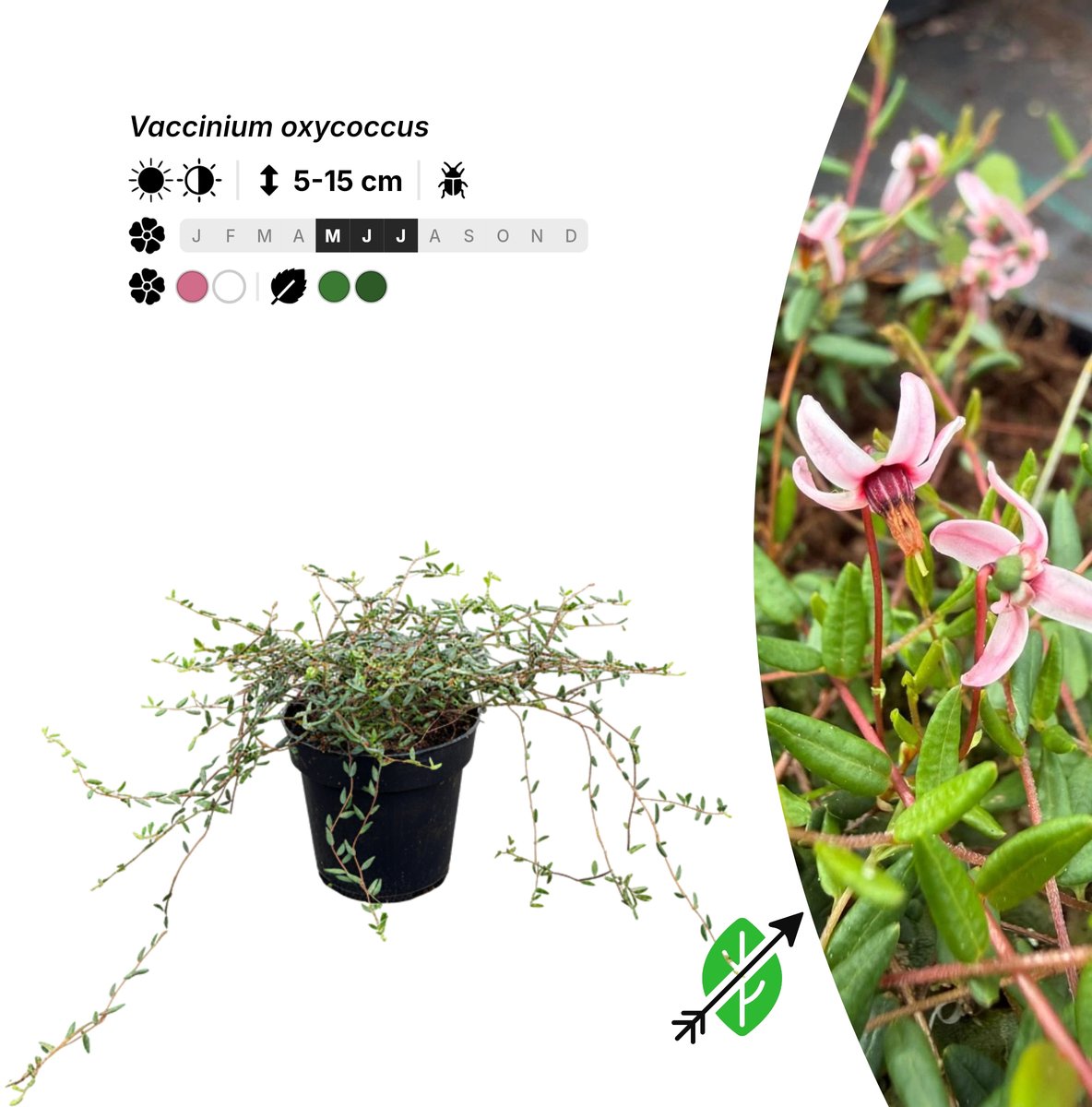Singleplants - 10x Vaccinium oxycoccus - Pot P9,5 - bodembedekker - winterhard tot -45°C