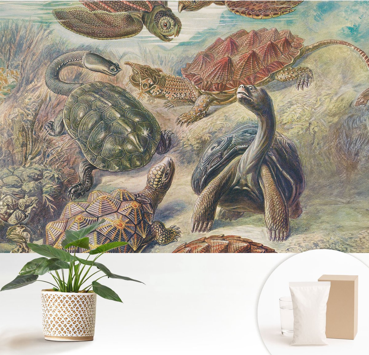 Wallfluent Fotobehang - Groente Vliesbehang - 152x104 cm - Schildpadfauna Muurschildering - Gang behang Dieren - Fotobehang Vlies - Slaapkamer behang