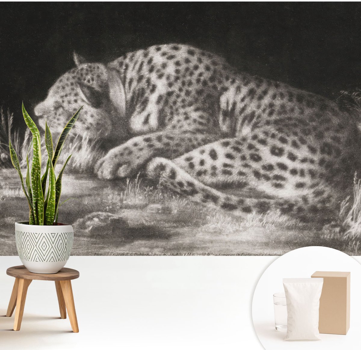 Wallfluent Fotobehang - Zwart-Wit Vliesbehang - 208x146 cm - Luipaard Rustend Muurschildering - Gang behang Dieren - Fotobehang Vlies - Slaapkamer behang