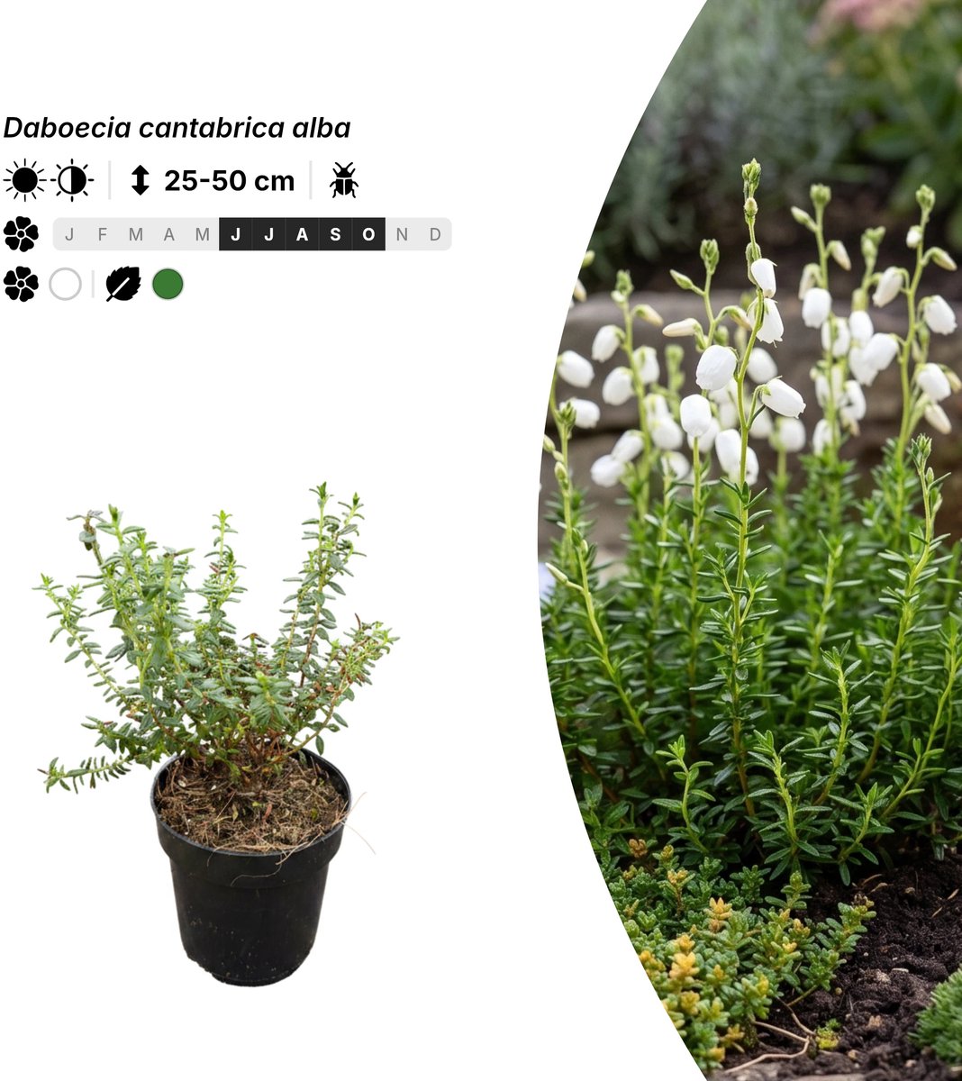 Singleplants - 6x Daboecia cantabrica alba - Pot P9,5 - bodembedekker - in bloeiperiode