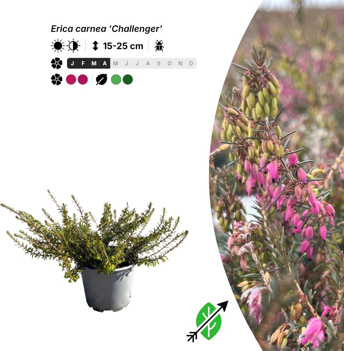 Singleplants - 6x Erica carnea 'Challenger' - Pot P10,5 - bodembedekker - winterhard tot -29°C