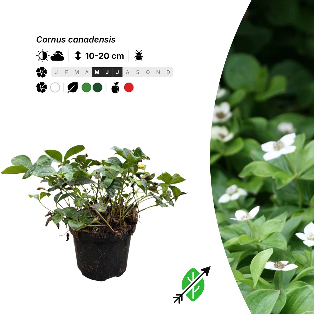 Singleplants - 6x Cornus canadensis - Pot C1.5 - bodembedekker - winterhard tot -40°C