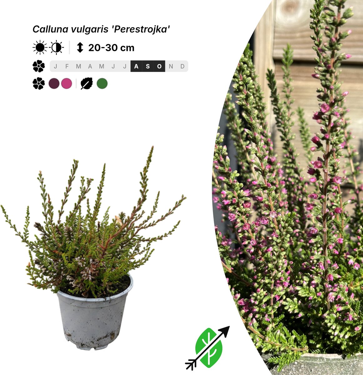 Singleplants - 10x Calluna vulgaris 'Perestrojka' - Pot P10,5 - bodembedekker - in bloeiperiode