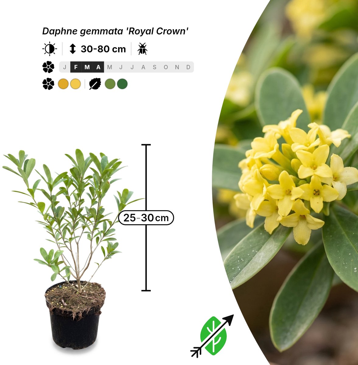 Singleplants - 18x Daphne gemmata 'Royal Crown' - Pot C1.5 - winterhard tot -15°C