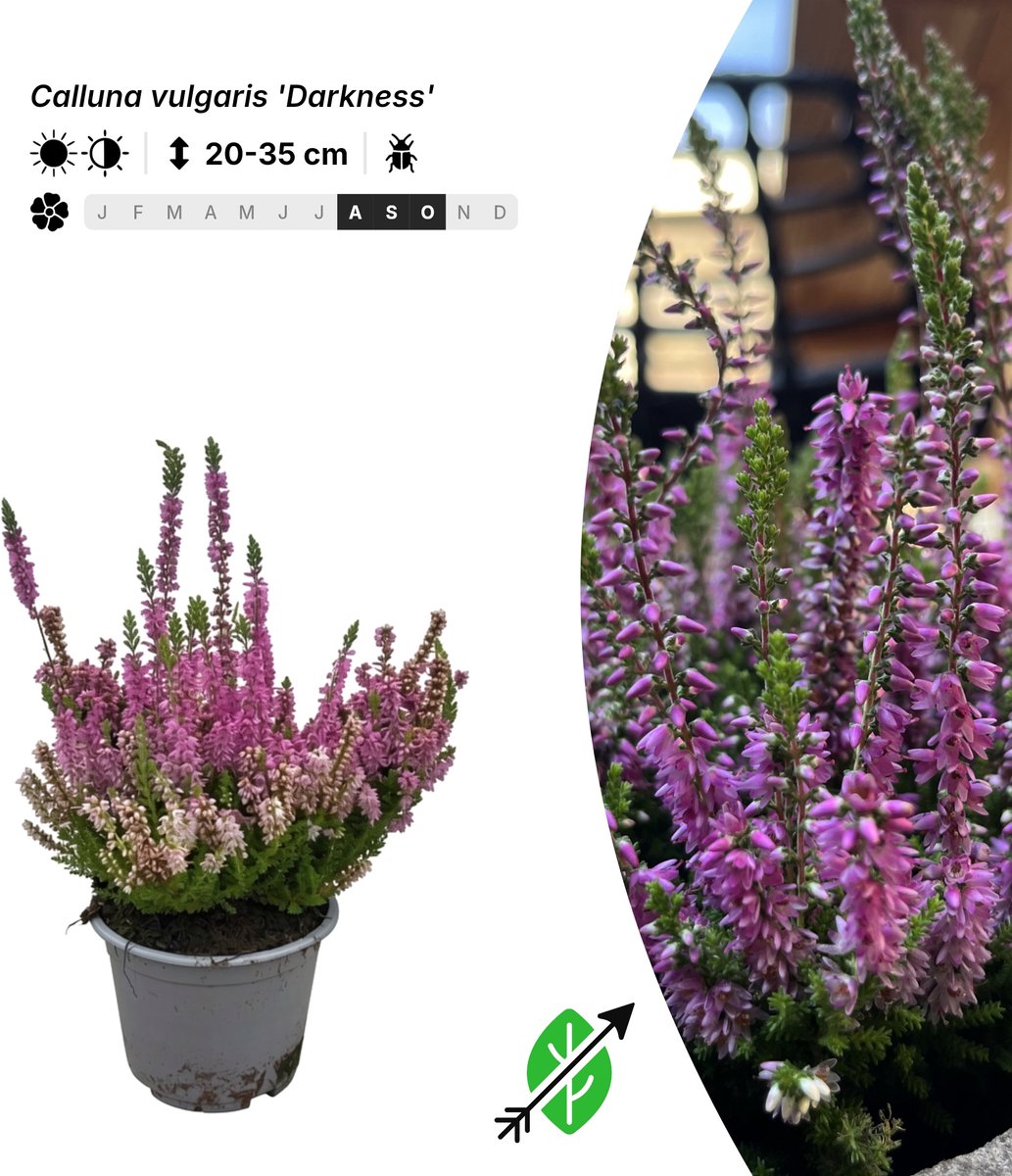 Singleplants - 20x Calluna vulgaris 'Darkness' - Pot P10,5 - bodembedekker - in bloeiperiode