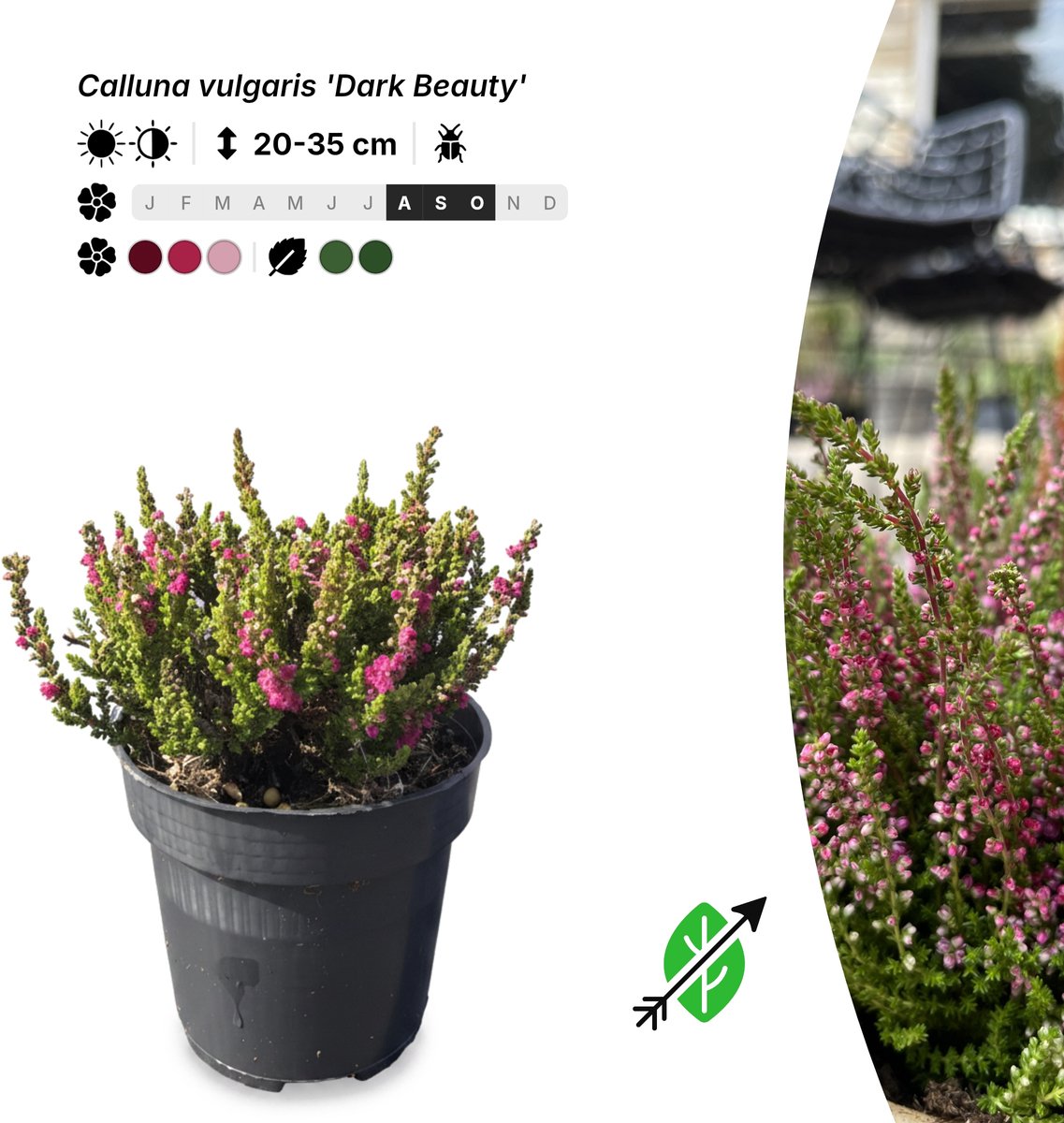Singleplants - 10x Calluna vulgaris 'Dark Beauty' - Pot P9,5 - bodembedekker - in bloeiperiode
