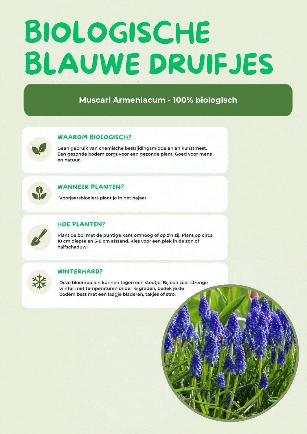 Blauw druifje - Muscari Armeniacum - 100% biologische bloembollen - 20 bloembollen - prachtige voorjaarsbloeier met intens blauwe kleur