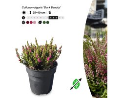 Singleplants - 6x Calluna vulgaris 'Dark Beauty' - Pot P9,5 - bodembedekker - winterhard tot -20°C