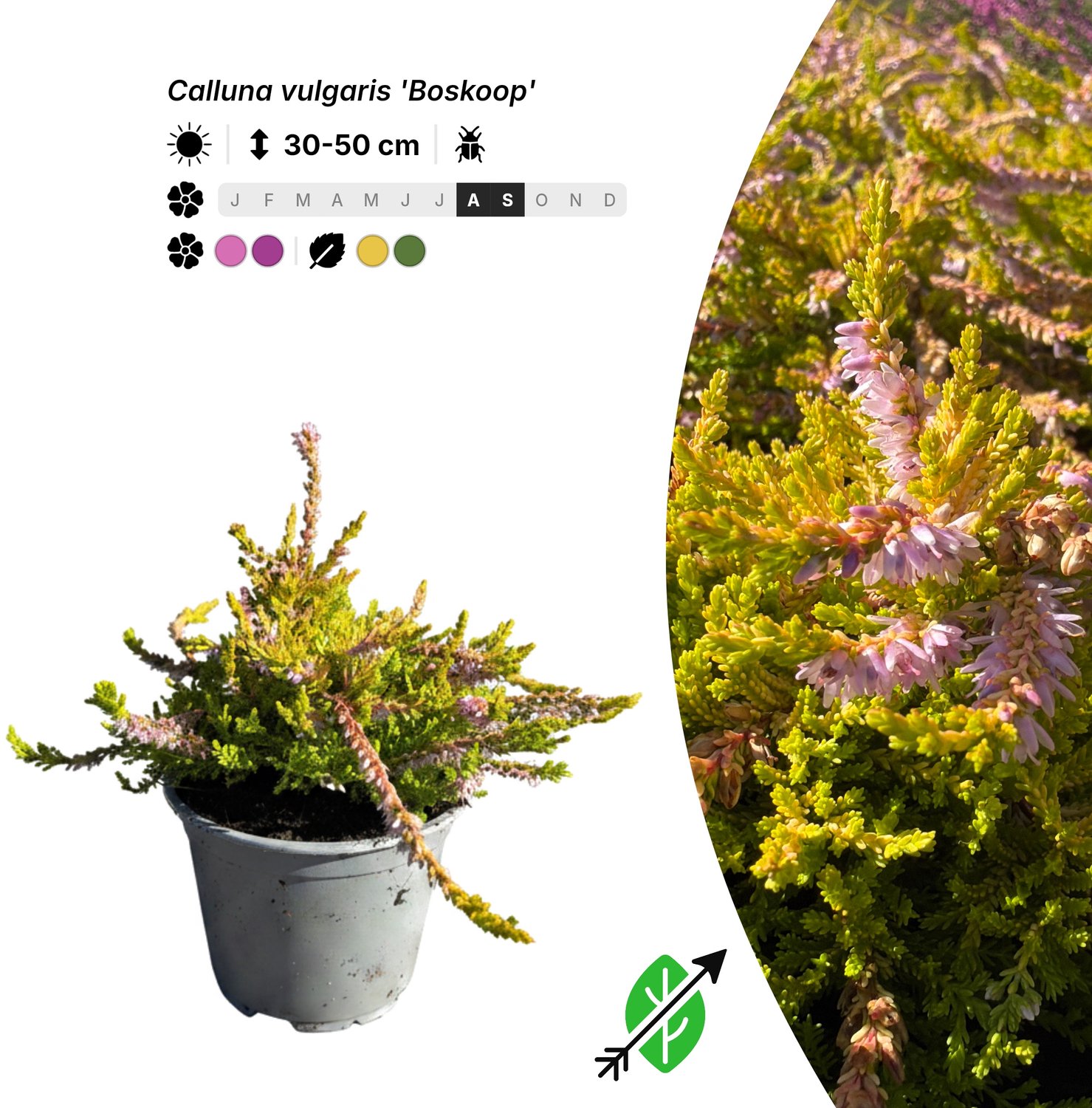 Singleplants - 20x Calluna vulgaris 'Boskoop' - Pot P10,5 - bodembedekker - winterhard tot -20°C