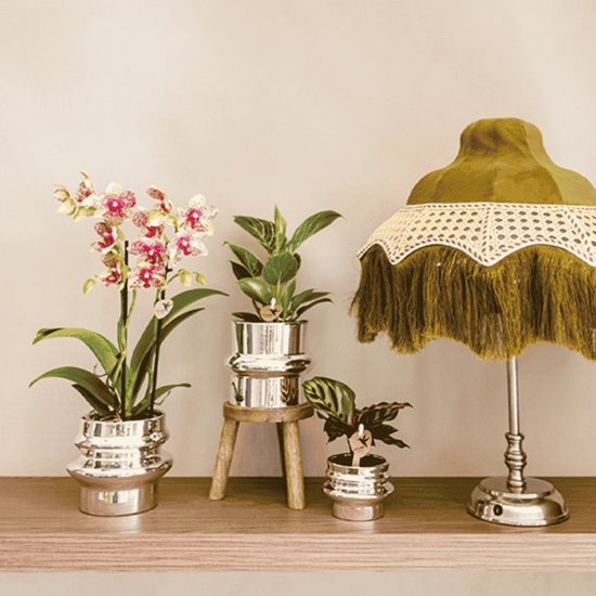 Drie kamerplanten in zilveren potten naast een vintage lamp met olijfgroene kap en franjes.