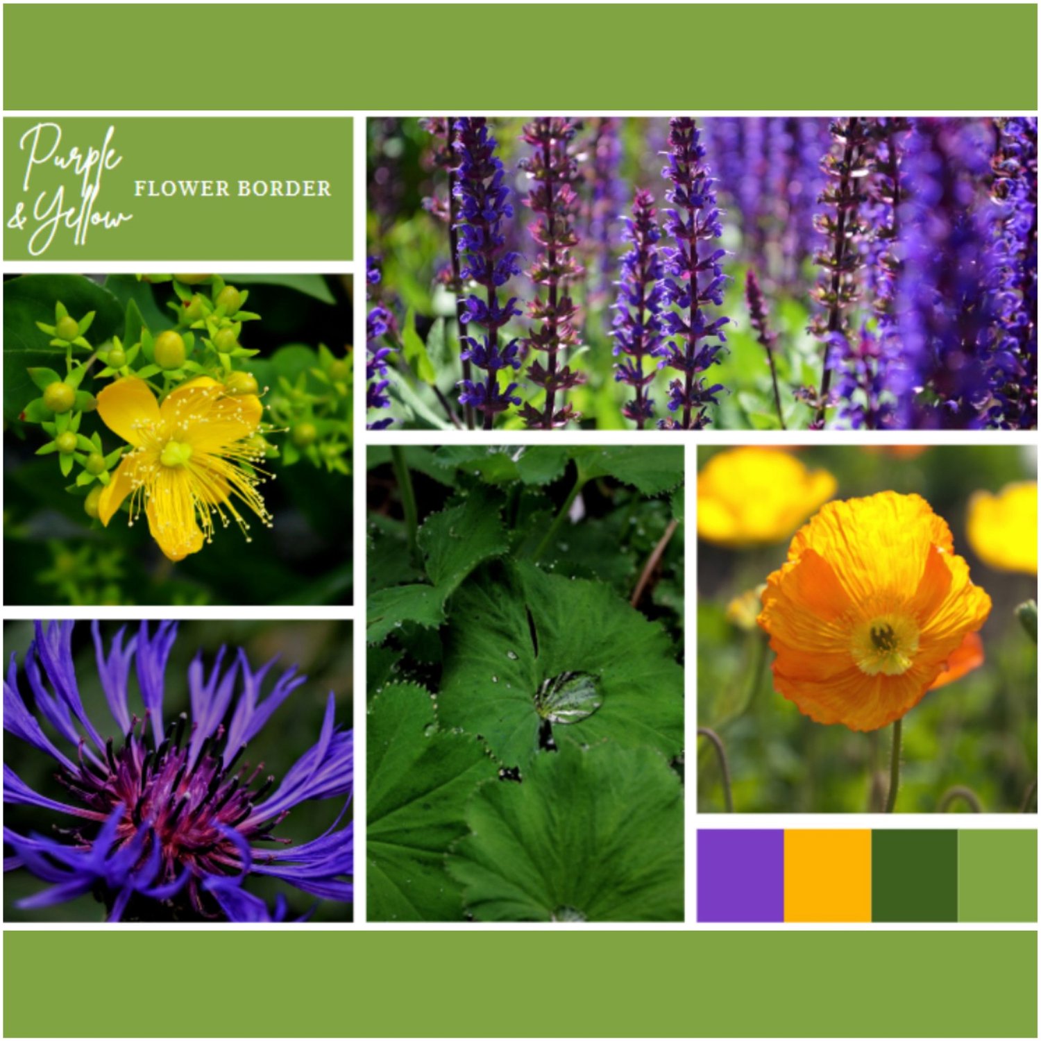 Borderpakket Paars en Geel (12 planten: 2m²) - Snijbloemen - Vaste planten - bloeit in Oktober / Mei / Juni / Juli / Augustus / September