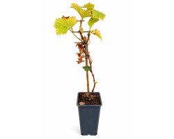 Pitloze rode druif 'Vanessa' - Vitis vin. 'Vanessa' | maat 50-60 C