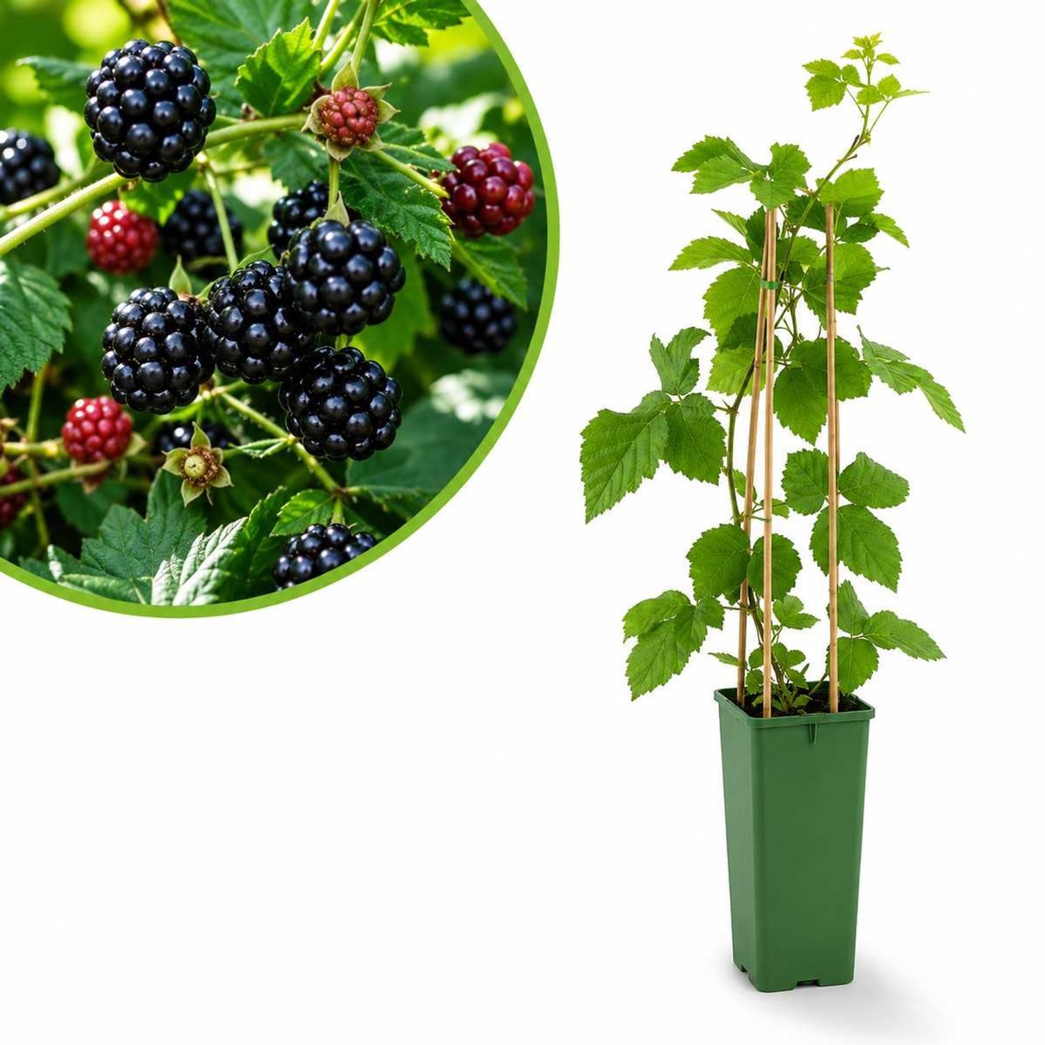 Braam Thornless Evergreen – Doornloze Bramenstruik – Rubus fruticosus