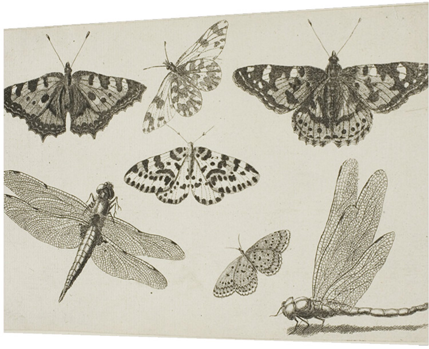 Printen.eu Poster - Two Dragonflies and Five Butterflies, from Diversae Insectorum...Figurae - 29.7 x 21 cm Multicolor