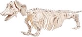 Skelet Hond 55x13x30cm