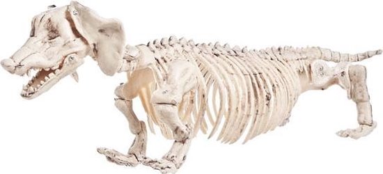 Squelette de Chien en Plastique 22 x 42 cm
