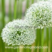 Allium Groot wit bollen