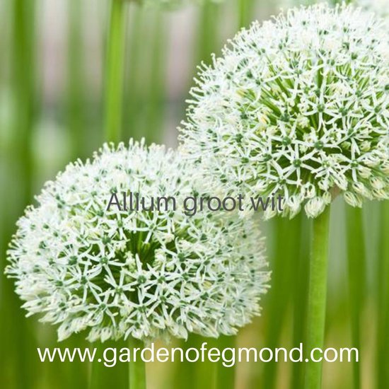 Allium Groot wit bollen | bol.com