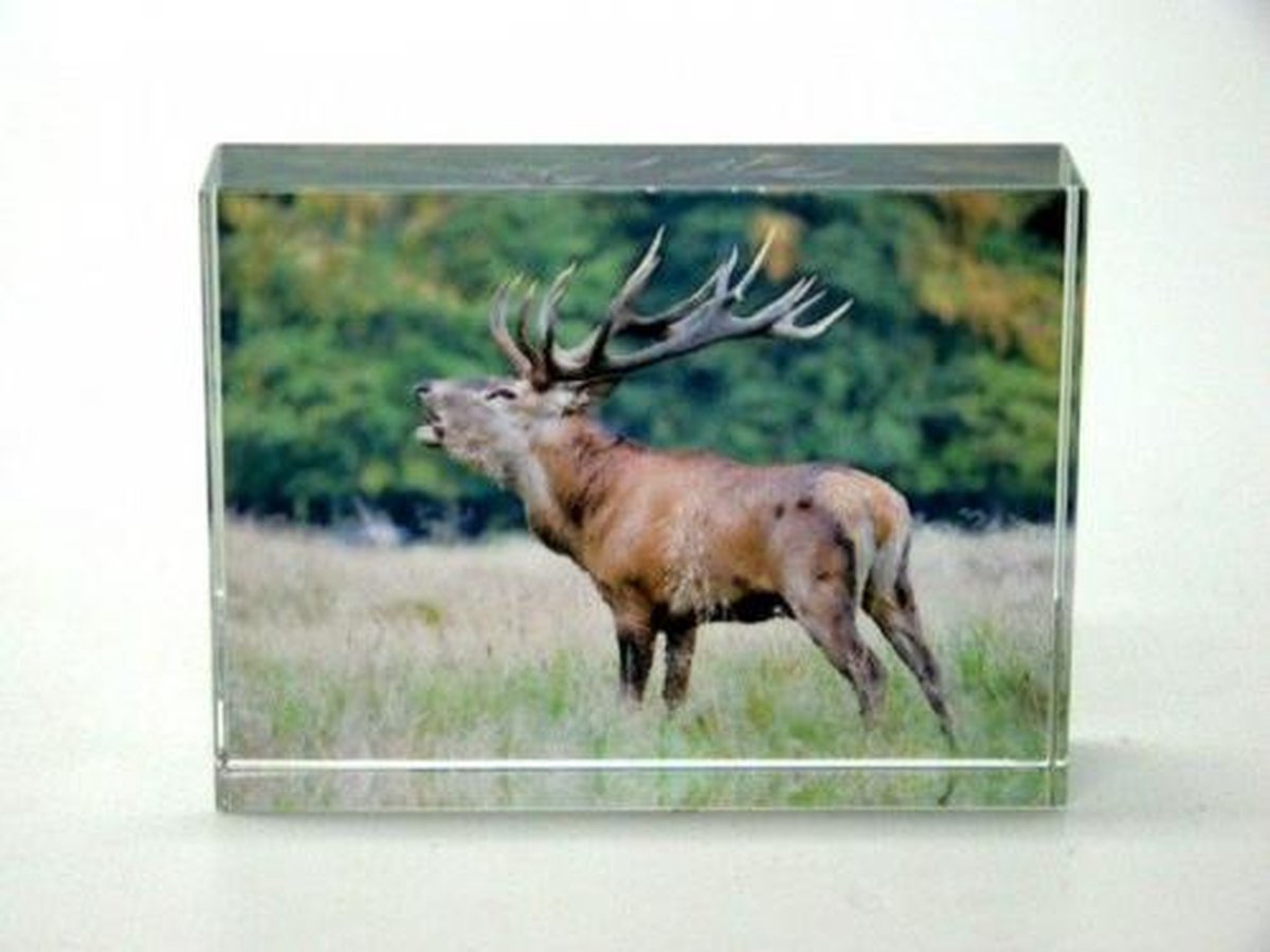 Glasblokje Edelhert – Gravure – Decoratief Cadeau – 8 cm