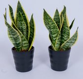 2x Sansevieria Laurentii plant - Vrouwentong - ± 40cm hoog - In zwarte sierpot