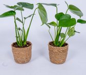 2x Monstera Deliciosa - In trendy mand - ± 40cm hoog