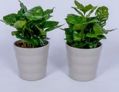 2x Coffea Arabica - Koffieplant - in grijze pot
