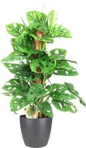 Hellogreen Kamerplant - Monstera Monkey Leaf - Met mosstok - ↕ 65 cm - Elho Brussels antraciet