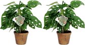 Hellogreen Kamerplanten - Set van 2 - Monstera Obliqua - Monkey Leaf - 25 cm