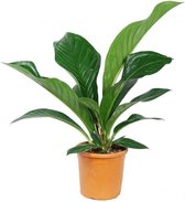 Hellogreen Kamerplant - Anthurium Jenmanii - Green Passion - ↕ 90 cm