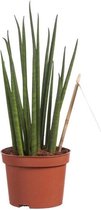 Hellogreen Kamerplant - Sanseveria Vrouwentong Mikado - 30 cm