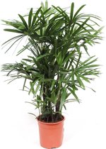 Hellogreen Kamerplant - Bamboe Stokpalm - Rhapis Excelsa - ↕ 110 cm