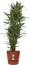 Hellogreen Kamerplant - Dracaena Drakenbloedboom Warneckei - ↕ 120 cm - Elho Greenville bruin