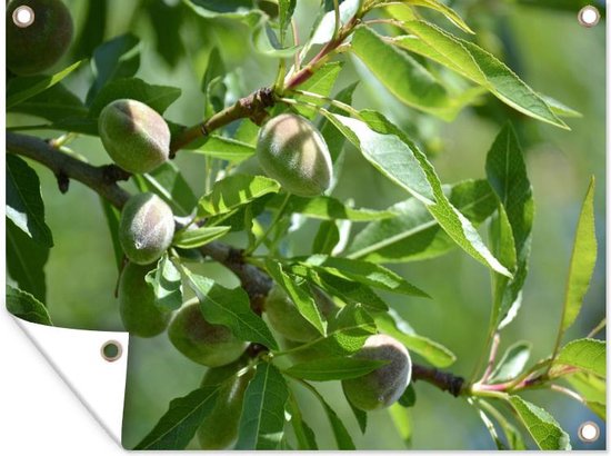 Affiche de jardin noix d'amande toile en vrac 160x120 cm - Toile de jardin / Toile d'extérieur / Peintures d'extérieur (décoration de jardin) XXL / Groot format!