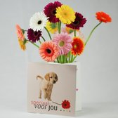 Bloomincard Germini - Speciaal voor jou - bloemen en boeketten - Verse Gerbera's met unieke vaas - Verrassen met Germini's en speciale kaart die je om kunt toveren tot vaas - in luxe doos ver