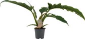 Kamerplant van Botanicly – Philodendron stenolobum Narrow Escape – Hoogte: 45 cm