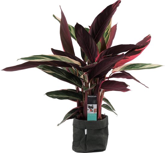 Kamerplant van Botanicly – Calathea Stromanthe Triostar met een zwarte paper-look pot als set – Hoogte: 85 cm