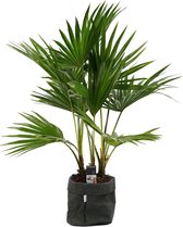 Kamerplant van Botanicly – Waaierpalm met een zwarte paper-look pot als set – Hoogte: 100 cm – Livistona Rotundifolia