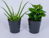 Kamerplanten - Aloe Vera & Koffieplant -2 stevige planten - In zwarte pot